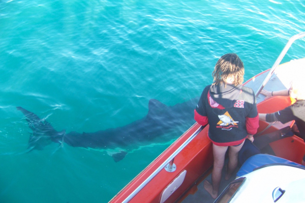 Great White Shark project in South Africa