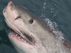 Close up Great White Shark