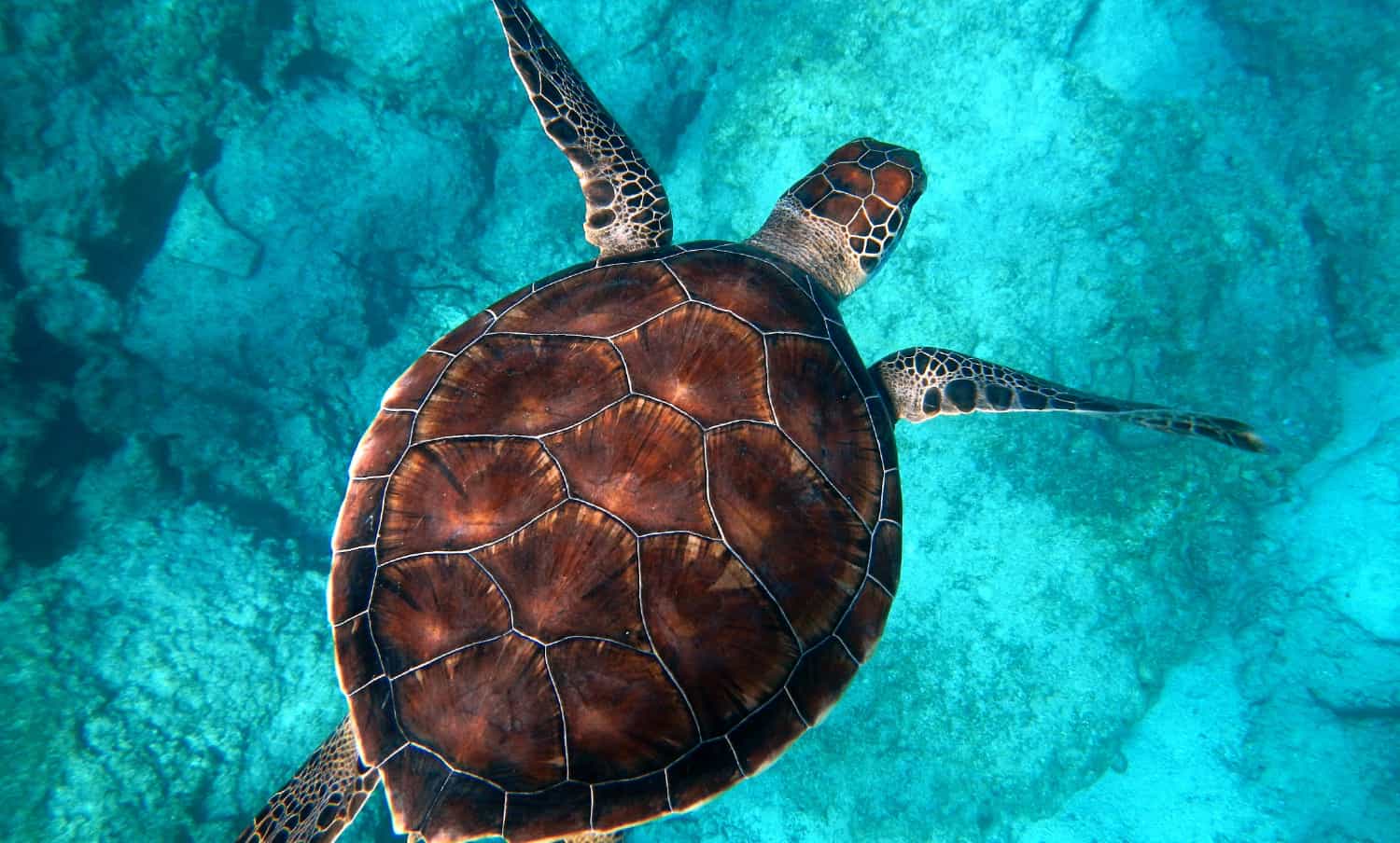 Sea turtle swimming in a crystal blue water