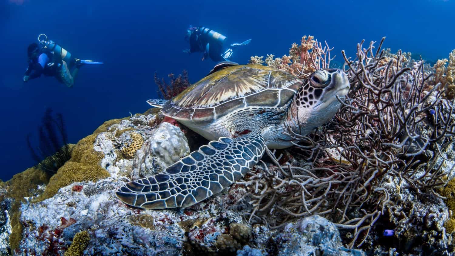 2 divers, tortoise and coral reefs underwater