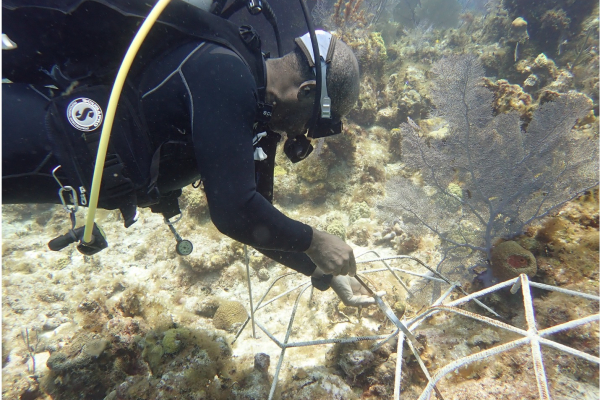 Outplanting corals