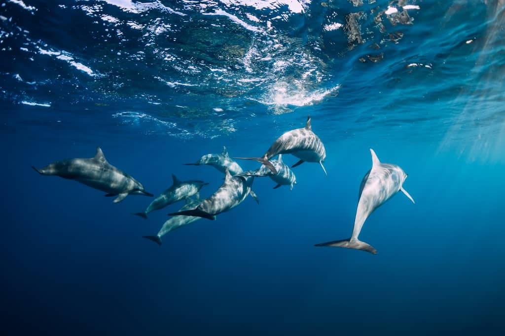 Dolphins swimming underwater in Zanzibar's Menai Bay